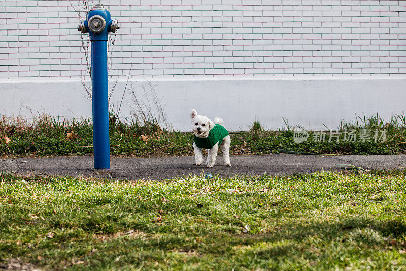 比雄狗穿着绿色毛衣站在消防栓旁边，摇着头