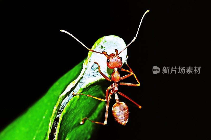 蚂蚁在叶窝上竖起天线。