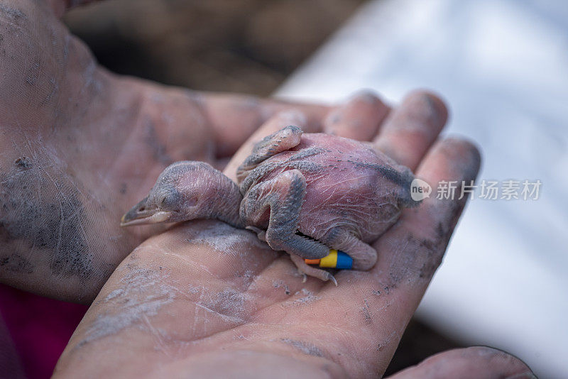 红冠啄木鸟幼雏有三个明亮的追踪标记，躺在科学家的手中