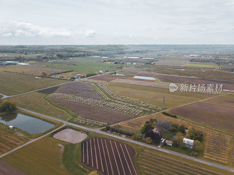 春季盛开的果园在尼亚加拉瀑布地区，安大略省，加拿大