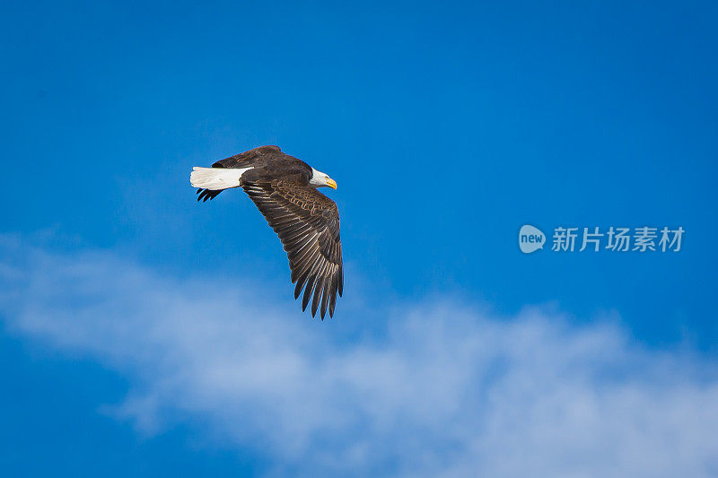 白头鹰飞得很高