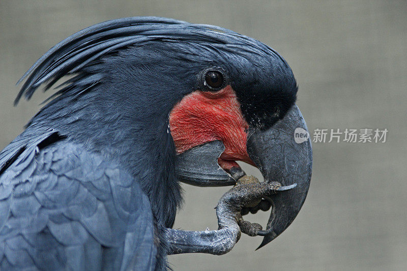 新几内亚，黑色鹦鹉棕榈凤头鹦鹉的细节肖像，长鼻鹰，爪子在喙