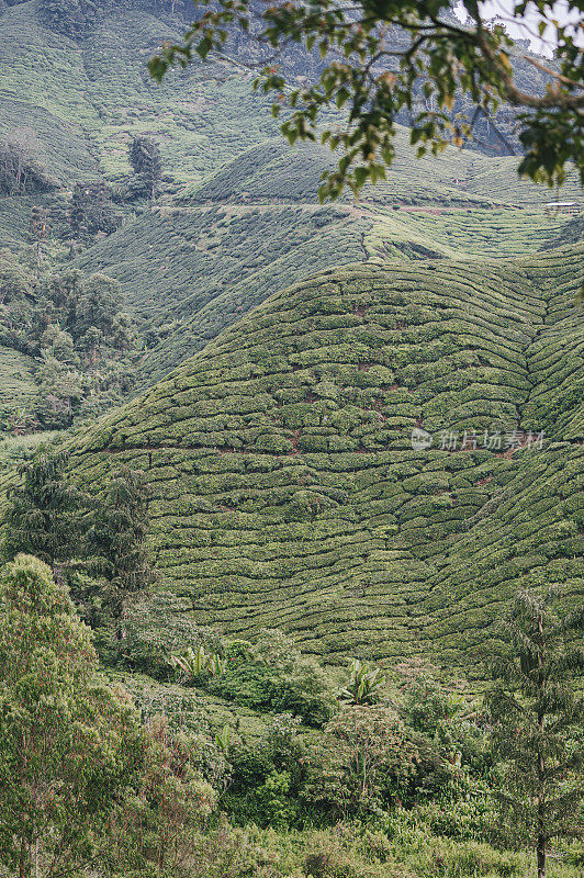 清晨在卡梅隆高地的茶园里种植茶树