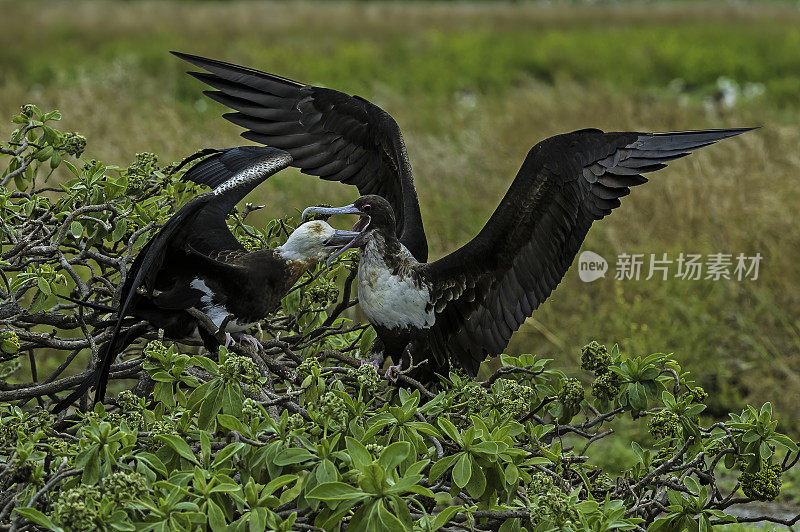 大军舰鸟，小军舰鸟，是军舰鸟家族中一种大的分散海鸟。Suliformes。Papahānaumokuākea海洋国家纪念碑，中途岛，中途岛环礁，夏威夷群岛。军舰鸟科。喂养幼雏的。