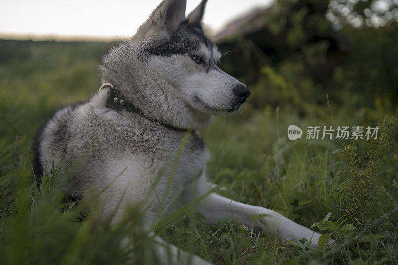 快乐的西伯利亚哈士奇狗在夏天户外摆姿势