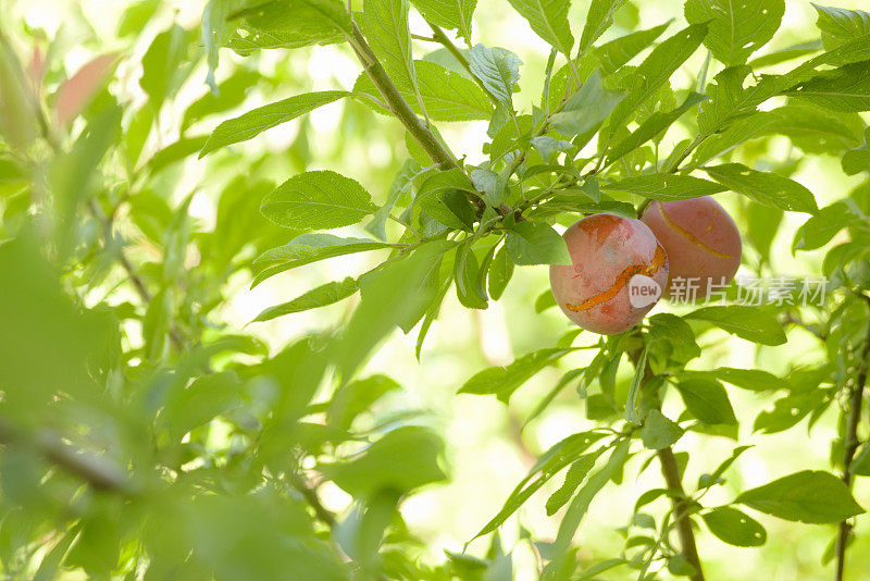 两颗过熟的李子挂在果树上