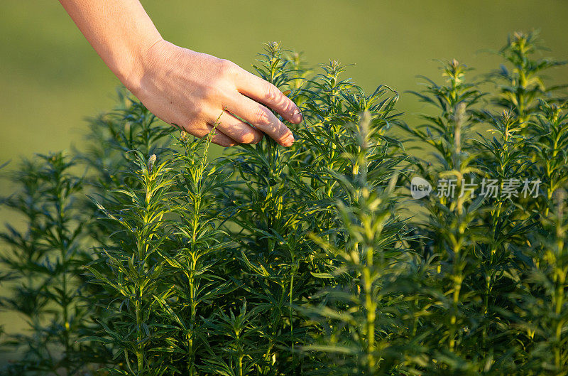 许多植物在绿色花盆-一个女性的手触摸和抚摸幼苗。俯视图，针叶植物护理