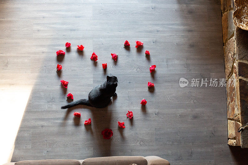 从上往下看，黑猫走过木地板上排列成心形的红花