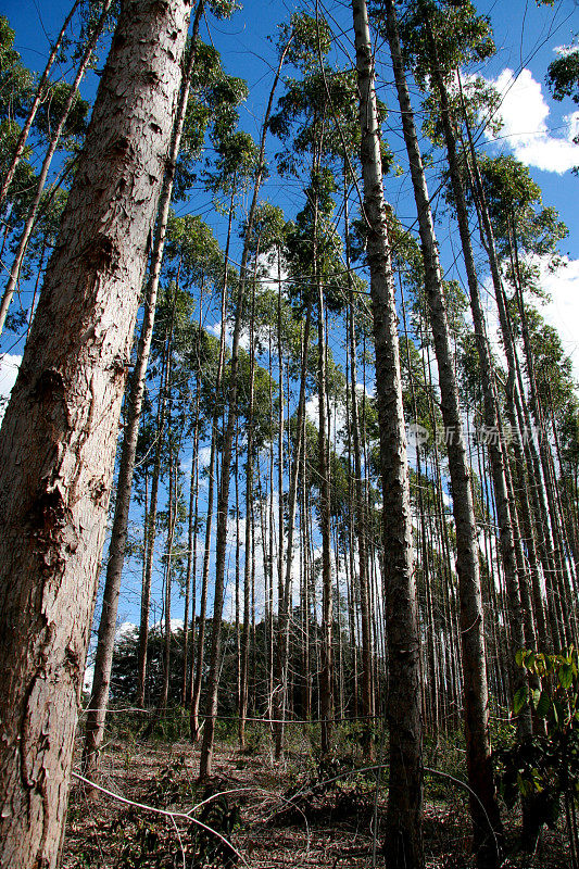 巴伊亚州南部的桉树种植园