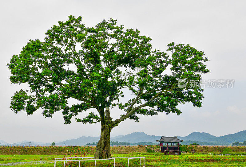 一个高大tree-VD703