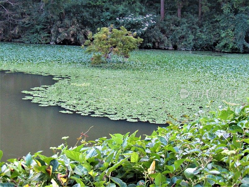 日本。8月。池塘在日落。