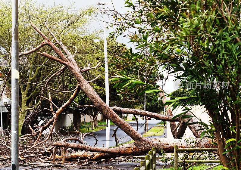 一场狂风暴雨过后，倒下的树挡住了道路