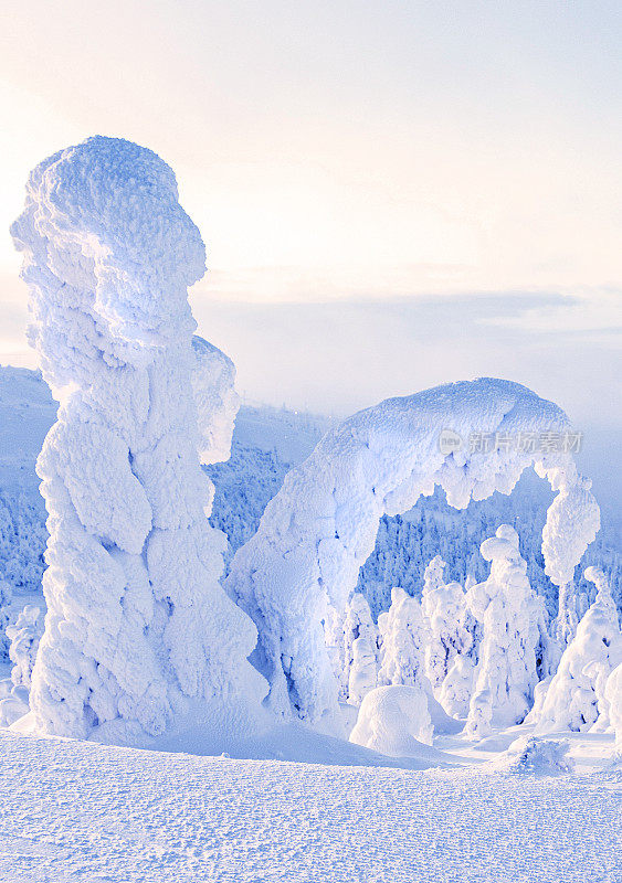 拉普兰自然冬季景观。卢卡山上的松树和云杉覆盖着积雪。