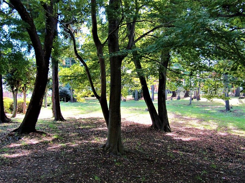 日本。十月里晴朗的一天。公园里有松树。