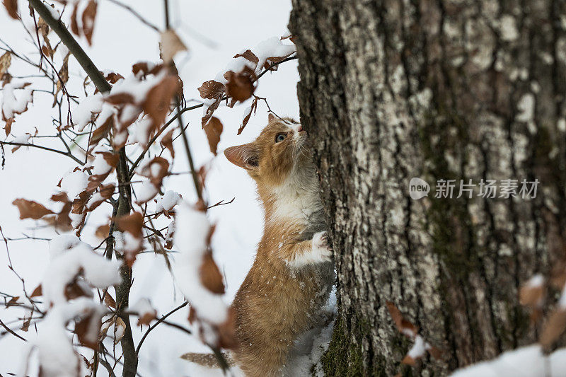 小红猫在白雪覆盖的森林里散步
