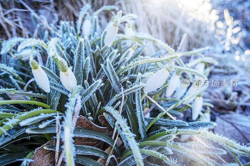 雪花莲霜