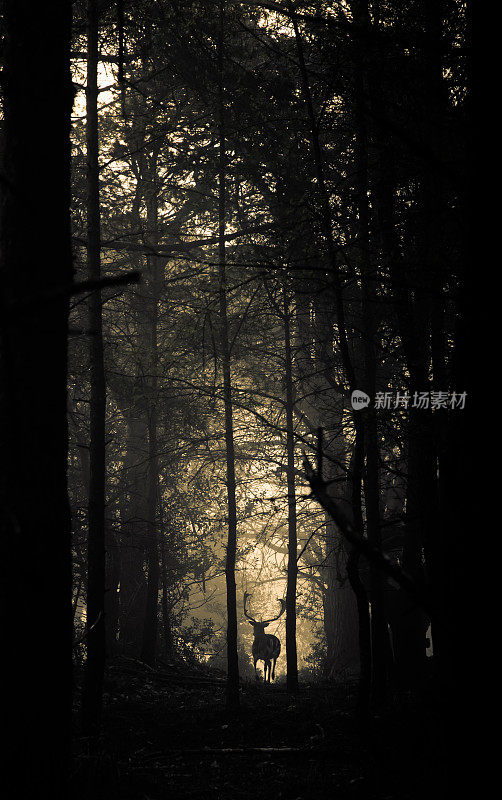 新森林国家公园-森林在雾系列