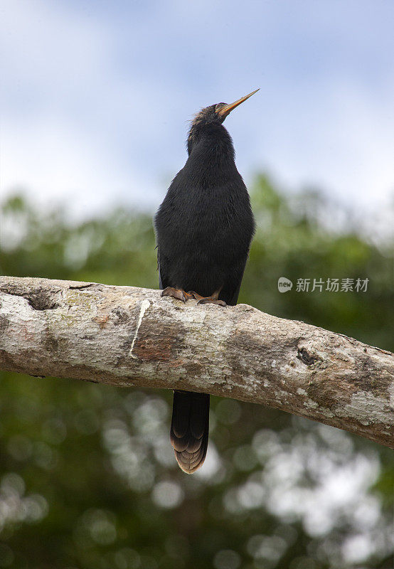 鸬鹚栖息