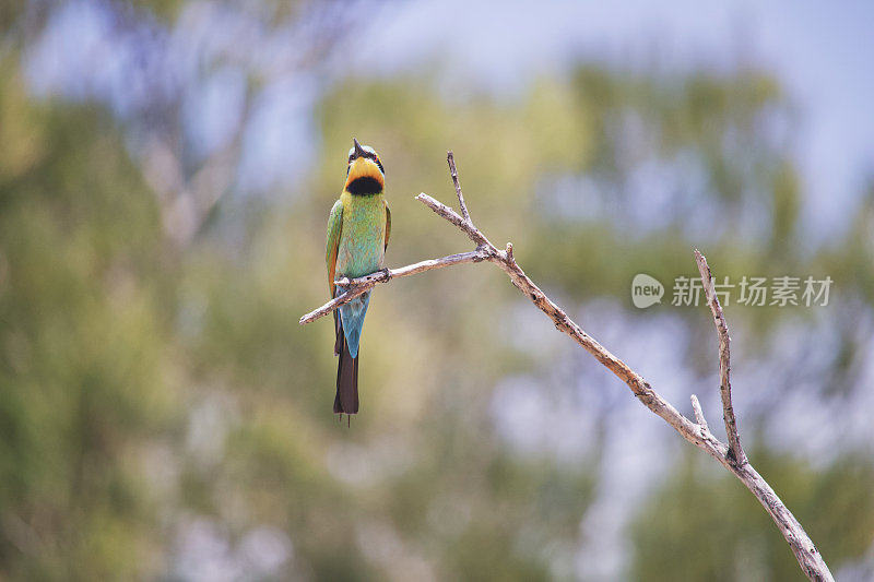 澳大利亚野生鸟类彩虹蜂食鸟