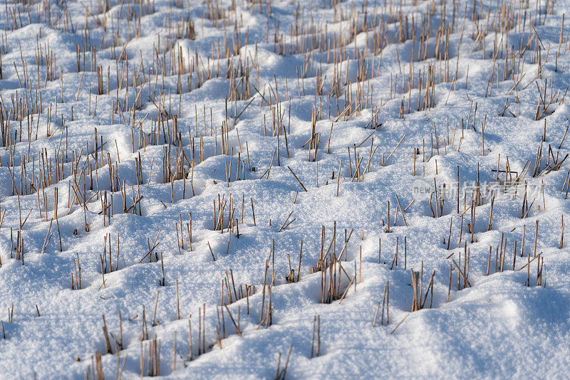 麦茬地上的雪