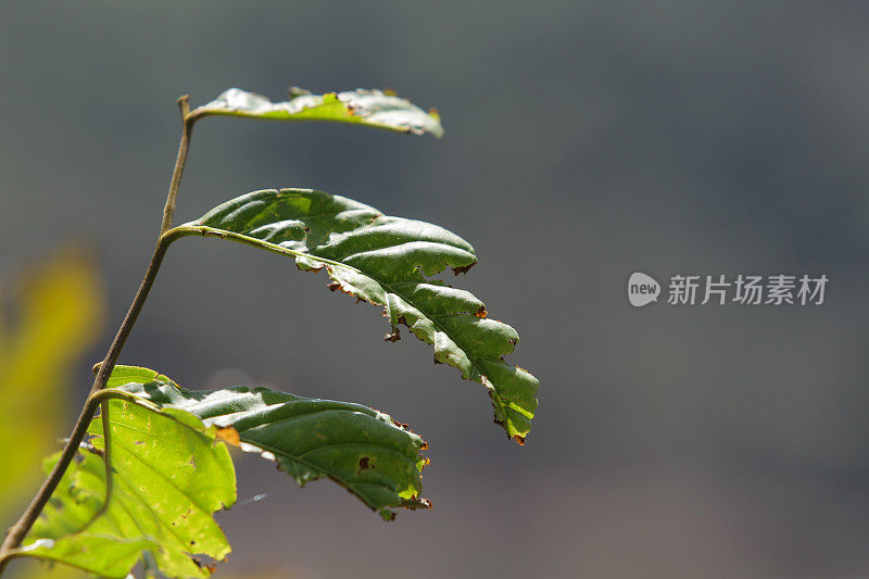 绿色植物