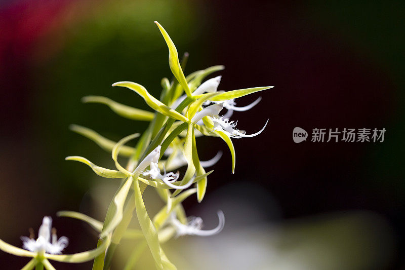 特写兰花，香夜，微距，背景与复制空间