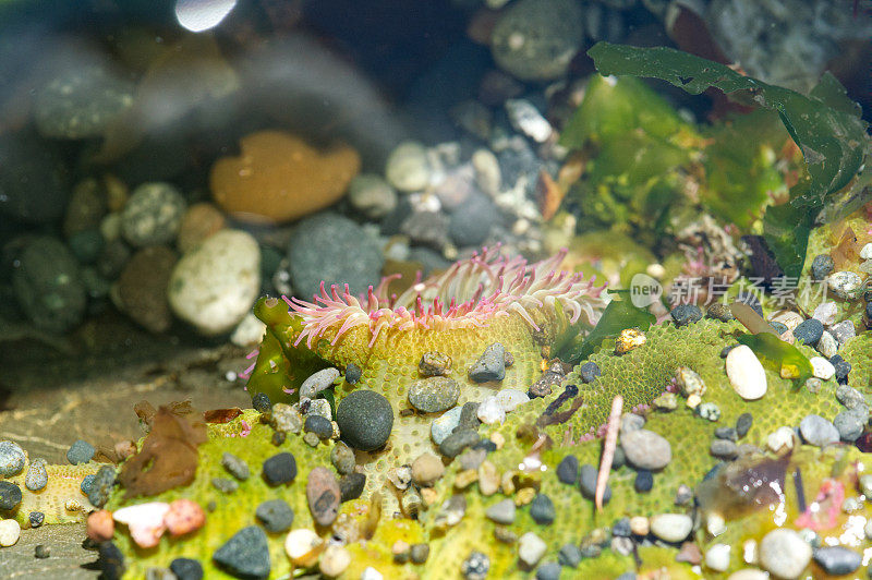 海洋生物