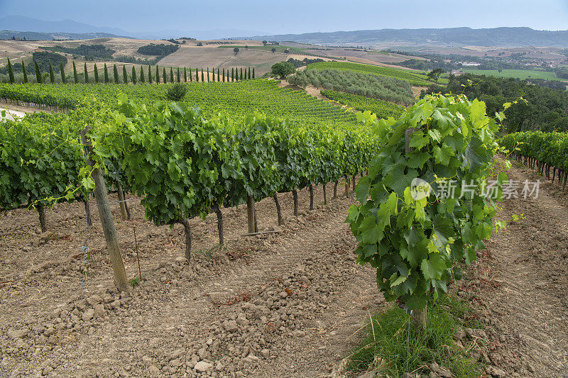 蒙塔尔奇诺的葡萄园，著名的布鲁奈罗葡萄酒之家-托斯卡纳-意大利