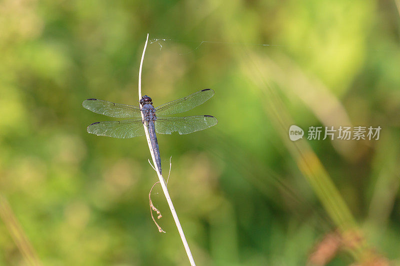 板岩的除油船蜻蜓