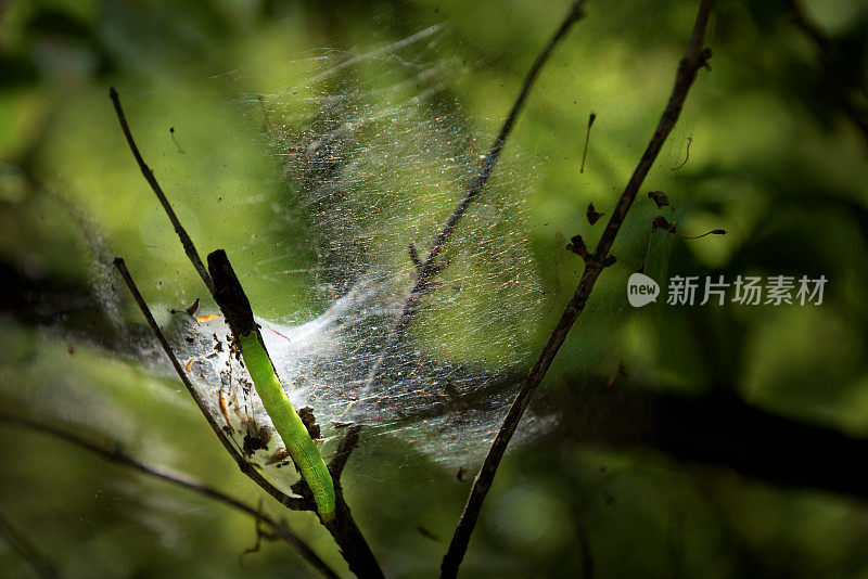 阳光下的森林里有蜘蛛网和卷心菜虫