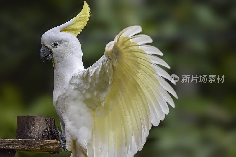 硫葵花凤头鹦鹉