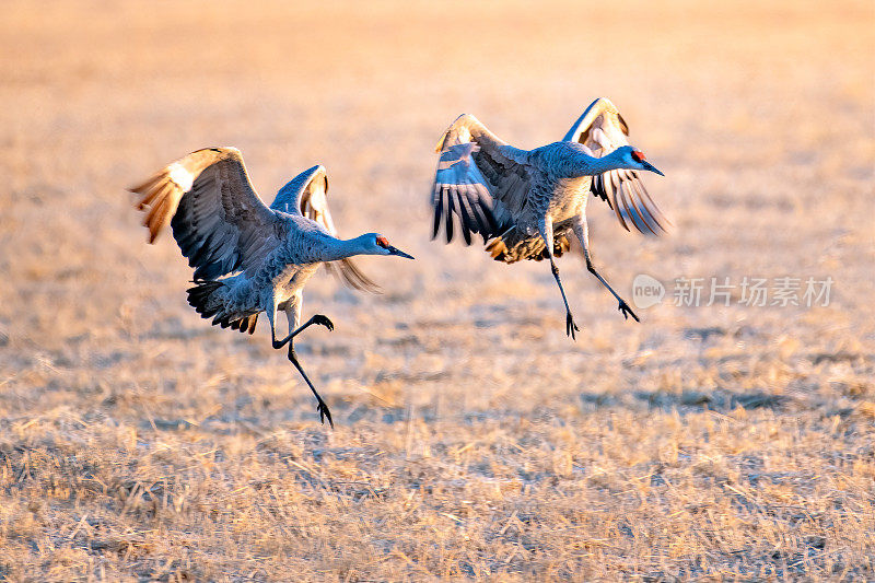 沙丘鹤飞着，降落在野生动物保护区