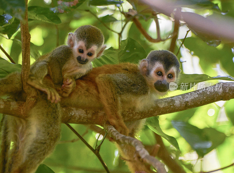 野生红背松鼠猴妈妈和宝宝在曼纽尔安东尼奥国家公园在哥斯达黎加太平洋海岸