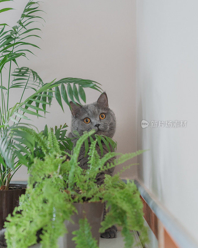 猫坐在家里的植物附近