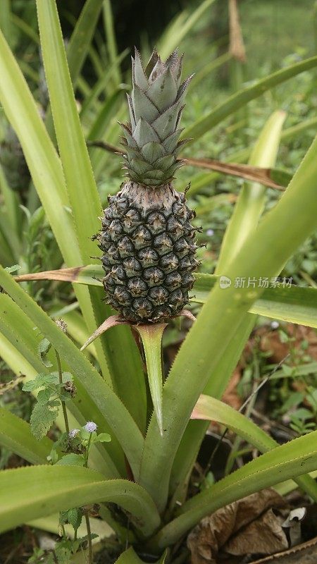 菠萝水果种植园