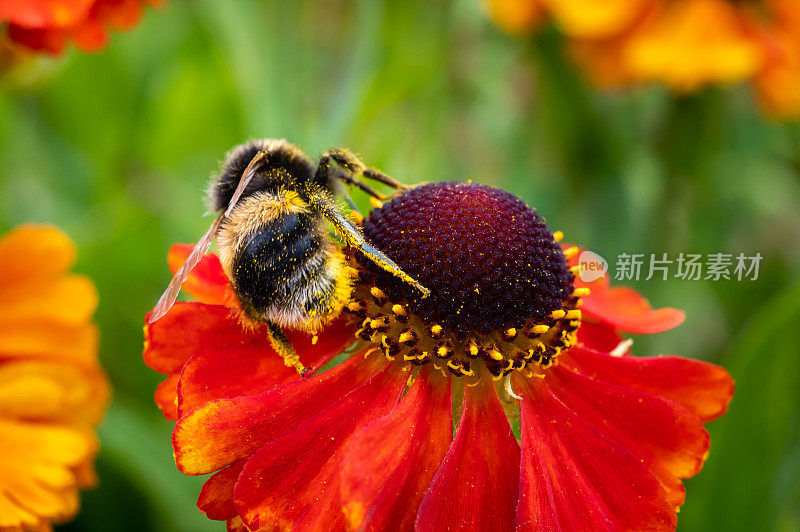从花中采集花粉的白尾蜜蜂