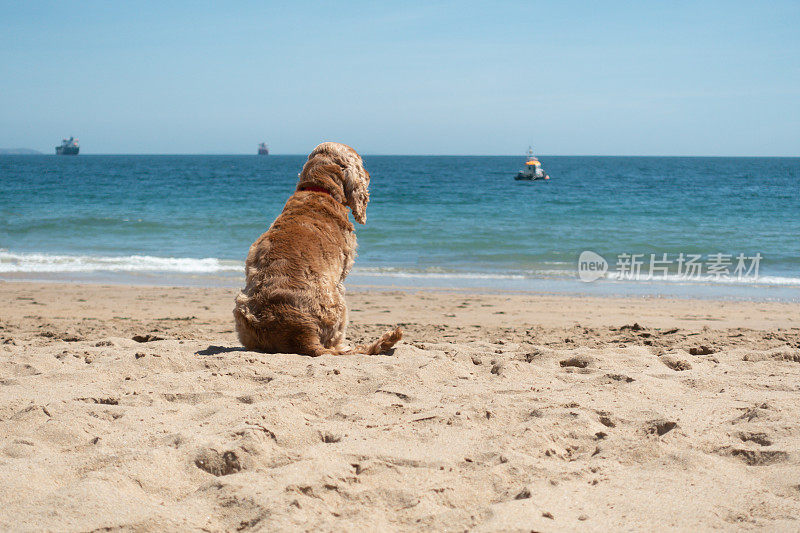 海滩宝贝-漂亮的棕色西班牙猎犬坐在看着大海在一个明亮的阳光灿烂的日子，享受她的有利位置在岸边看船在远处。