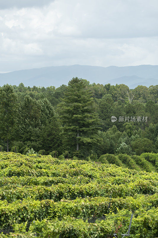 山坡上不同方向的一排排葡萄藤，背景是云雾缭绕的山脉