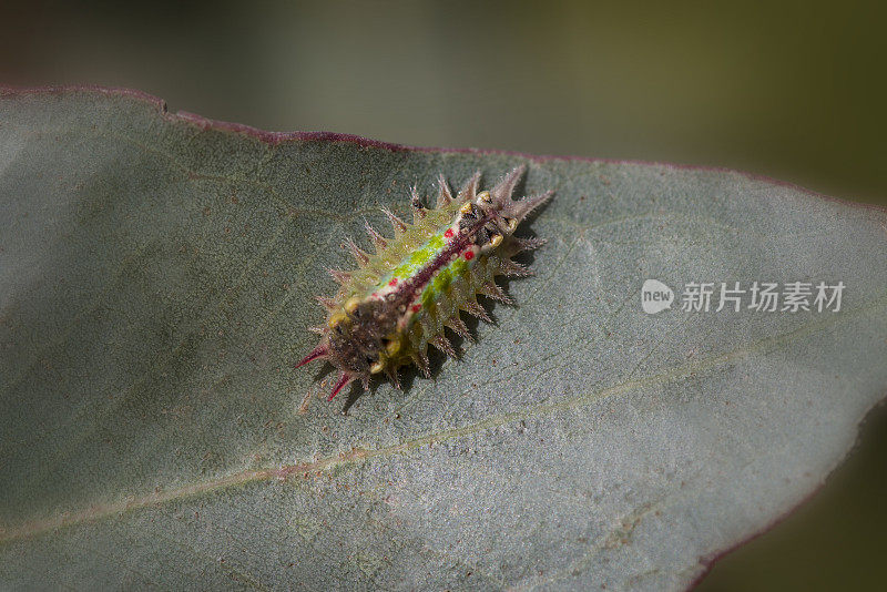 彩绘杯蛾幼虫