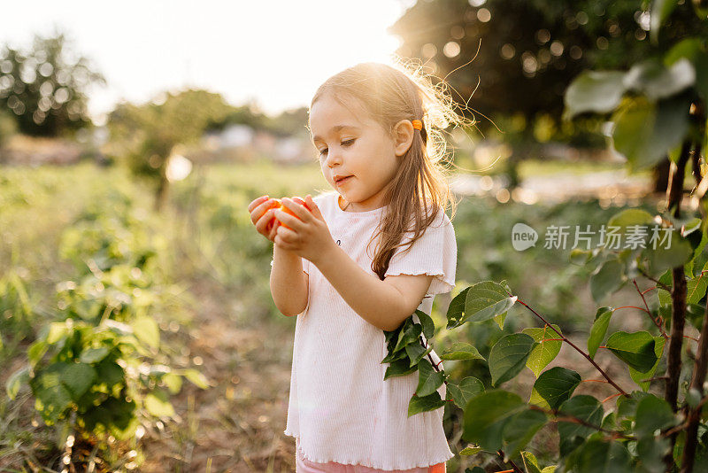 可爱的小女孩拿着成熟的杏子在花园里