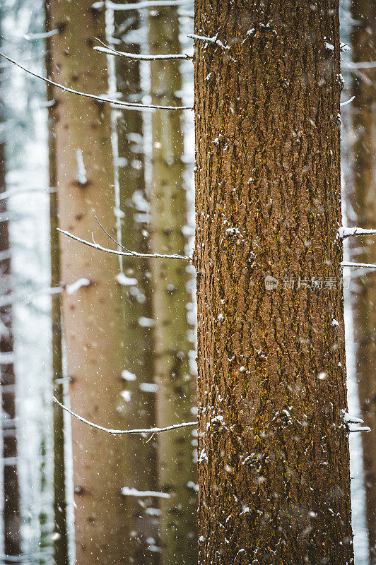冬天的云杉树皮