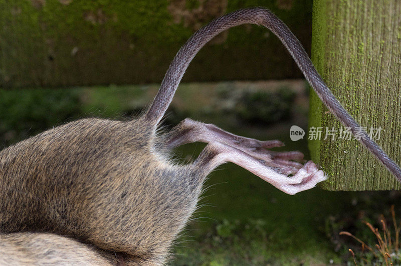 老鼠夹的特写镜头