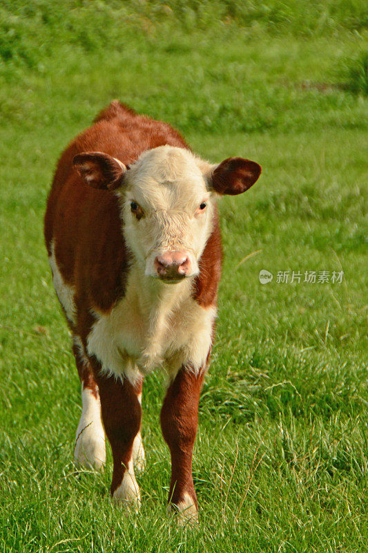 赫里福德小腿