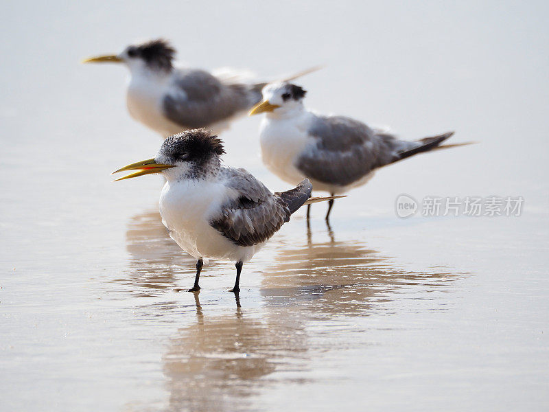 冠燕鸥-沃特哥斯海滩