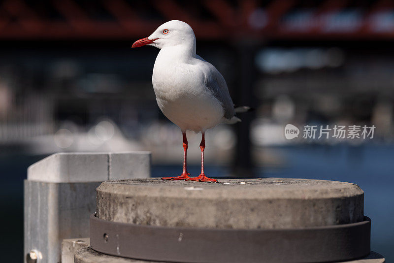 海鸥在海边休息