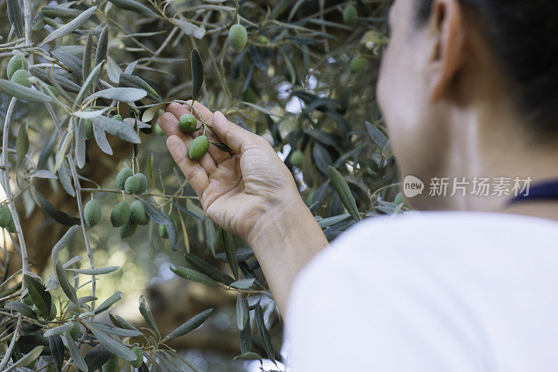 橄榄树中的女人