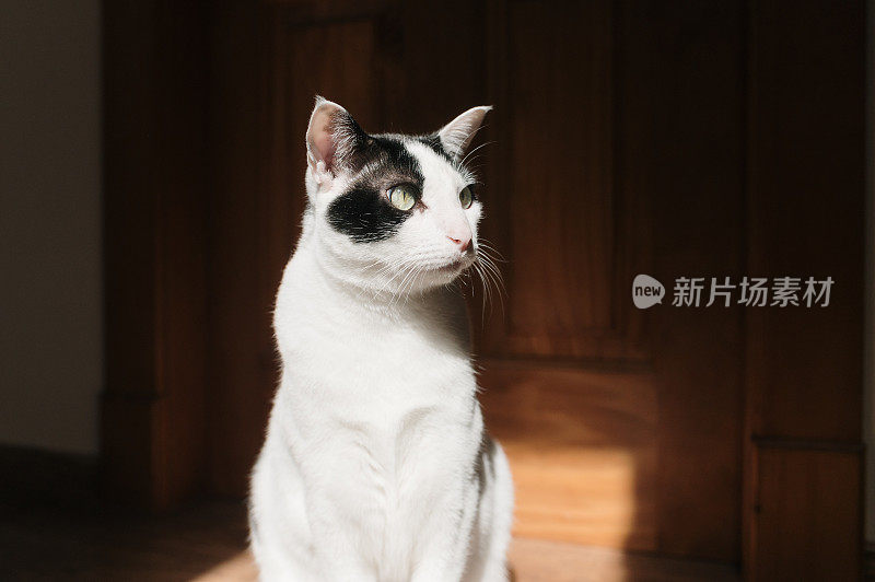 房子里有一只黑白相间的猫