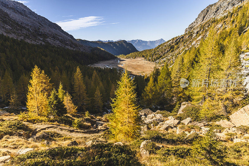 针叶树秋季森林全景