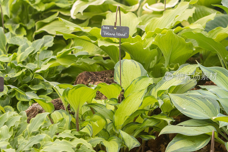 英国伦敦的火山岛Hosta