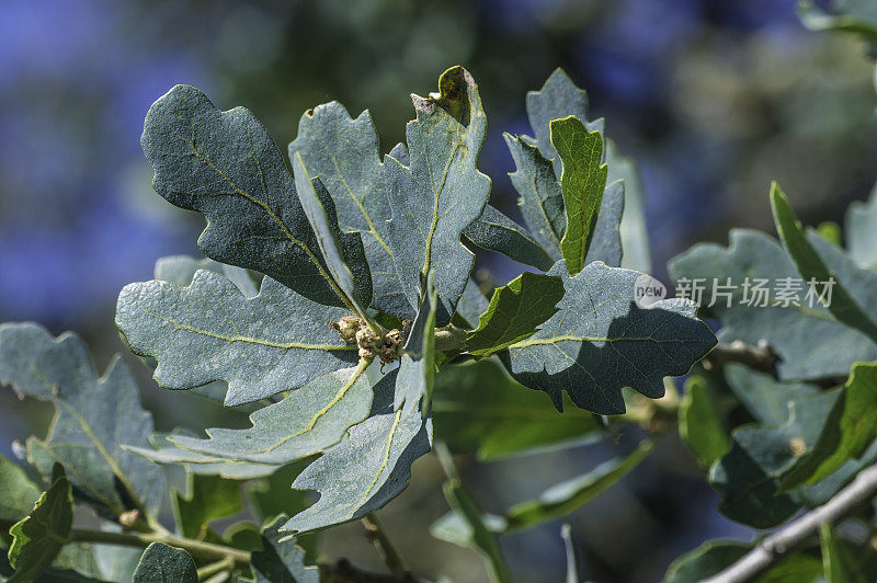 蓝色橡树生长在加州帕切科州立公园。